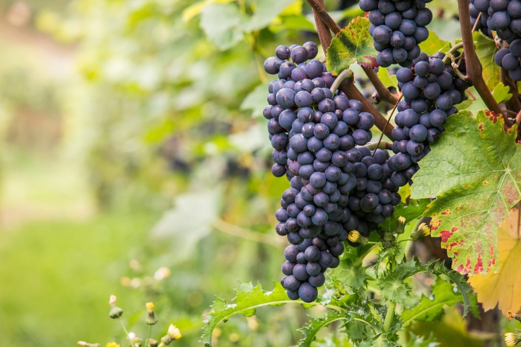 Kiście Pinot Noir