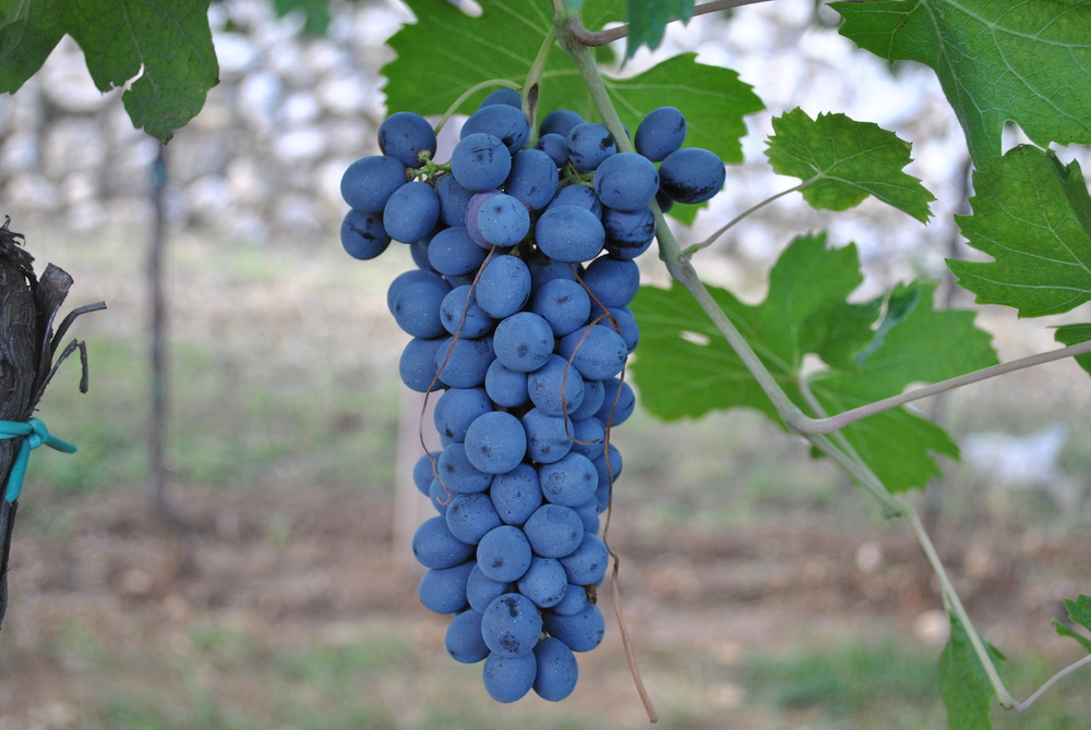 Corvina, główny składnik Amarone