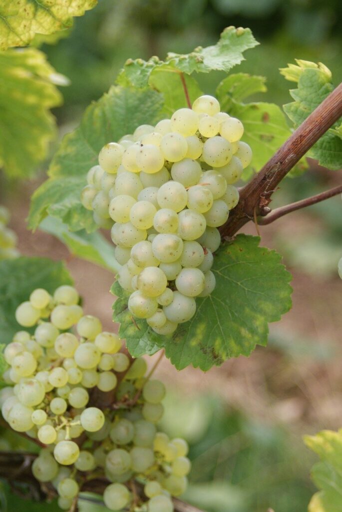Kiście Rieslinga